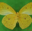 016 Lepidoptera (FV) Pieridae IMG_3705WTMK.JPG