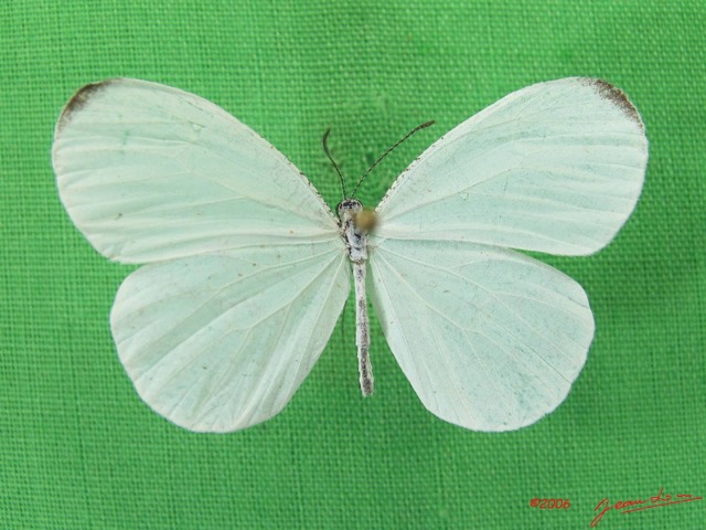 017 Lepidoptera (FD) Pieridae Leptosia nupta nupta IMG_4641WTMK.JPG