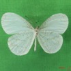 018 Lepidoptera (FV) Pieridae Leptosia nupta nupta IMG_4642WTMK.JPG
