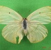 019 Lepidoptera (FD) Pieridae Catopsilia florella f IMG_4884WTMK.JPG