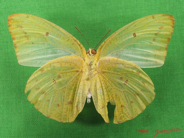 020 Lepidoptera (FV) Pieridae Catopsilia florella f IMG_4885WTMK.JPG