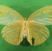 020 Lepidoptera (FV) Pieridae Catopsilia florella f IMG_4885WTMK.JPG