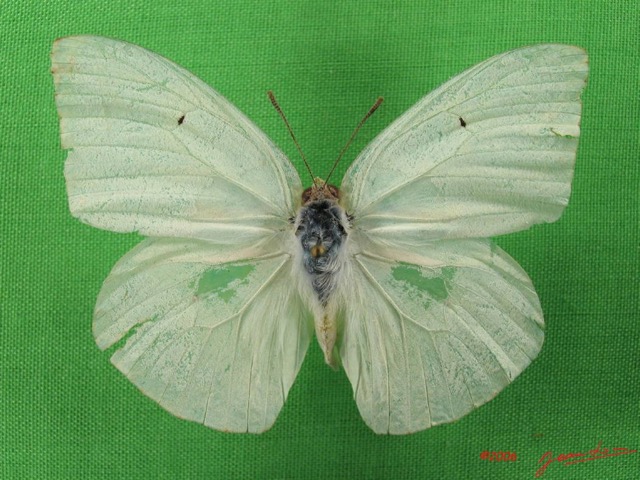 021 Lepidoptera (FD) Pieridae Catopsilia florella m IMG_4886WTMK.JPG