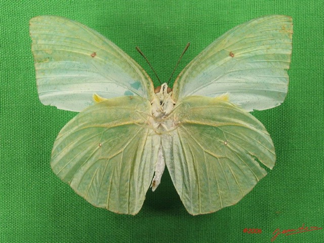 022 Lepidoptera (FV) Pieridae Catopsilia florella m IMG_4887WTMK.JPG