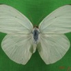 023 Lepidoptera (FD) Pieridae Catopsilia florella m IMG_5152WTMK.JPG