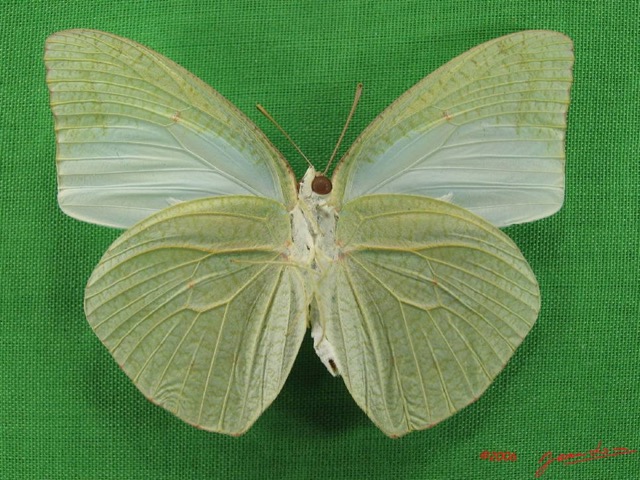 024 Lepidoptera (FV) Pieridae Catopsilia florella m IMG_5153WTMK.JPG