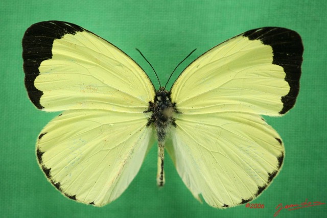 025 Lepidoptera (FD) Pieridae Eurema senegalensis m IMG_1380WTMK.JPG