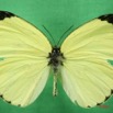 025 Lepidoptera (FD) Pieridae Eurema senegalensis m IMG_1380WTMK.JPG