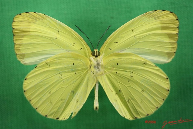 026 Lepidoptera (FV) Pieridae Eurema senegalensis m IMG_1381WTMK.JPG