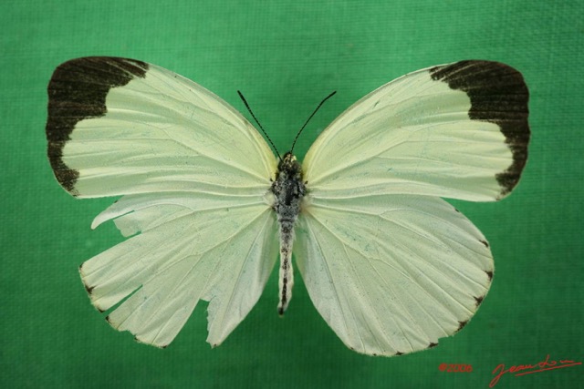 027 Lepidoptera (FD) Pieridae Eurema senegalensis f IMG_1382WTMK.JPG