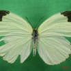027 Lepidoptera (FD) Pieridae Eurema senegalensis f IMG_1382WTMK.JPG
