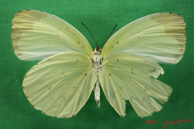 028 Lepidoptera (FV) Pieridae Eurema senegalensis f IMG_1384WTMK.JPG