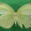 028 Lepidoptera (FV) Pieridae Eurema senegalensis f IMG_1384WTMK.JPG