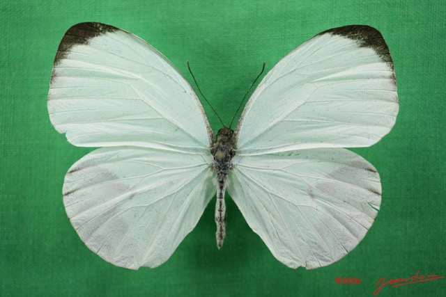 029 Lepidoptera (FD) Pieridae Nepheronia pharis m IMG_1385WTMK.JPG