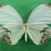 030 Lepidoptera (FV) Pieridae Nepheronia pharis m IMG_1386WTMK.JPG