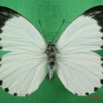 031 Lepidoptera (FD) Pieridae Mylothris sulphurea IMG_1419WTMK.JPG