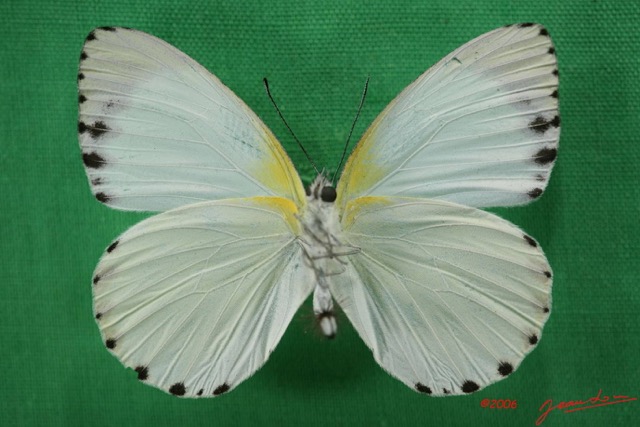 032 Lepidoptera (FV) Pieridae Mylothris sulphurea IMG_1421WTMK.JPG