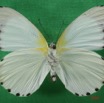 032 Lepidoptera (FV) Pieridae Mylothris sulphurea IMG_1421WTMK.JPG