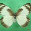 033 Lepidoptera (FD) Pieridae Appias epaphia IMG_1426WTMK.JPG