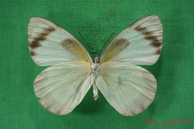 034 Lepidoptera (FV) Pieridae Appias epaphia IMG_1428WTMK.JPG