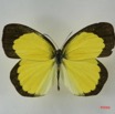 035 Lepidoptera (FD) Pieridae Eurema brigitta m IMG_1434WTMK.JPG