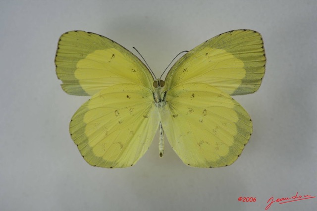 036 Lepidoptera (FV) Pieridae Eurema brigitta m IMG_1436WTMK.JPG