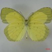 036 Lepidoptera (FV) Pieridae Eurema brigitta m IMG_1436WTMK.JPG