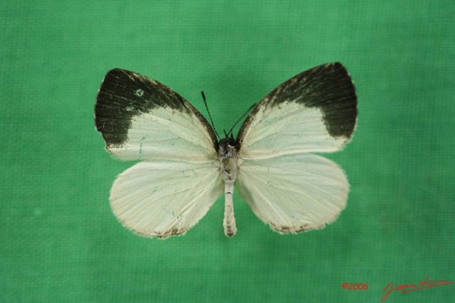 037 Lepidoptera (FD) Pieridae Liptena decipiens IMG_1615WTMK.JPG