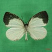 037 Lepidoptera (FD) Pieridae Liptena decipiens IMG_1615WTMK.JPG