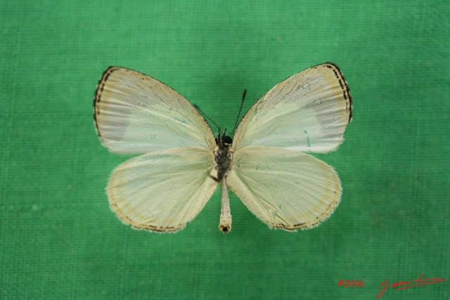 038 Lepidoptera (FV) Pieridae Liptena decipiens IMG_1617WTMK.JPG