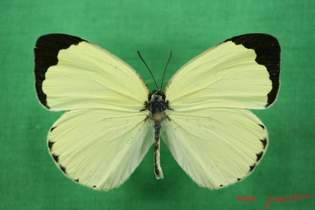 039 Lepidoptera (FD) Pieridae Eurema senegalensis IMG_1622WTMK.JPG