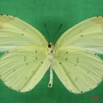 040 Lepidoptera (FV) Pieridae Eurema senegalensis IMG_1625WTMK.JPG