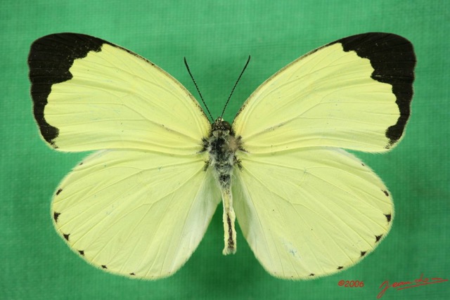 041 Lepidoptera (FD) Pieridae Eurema senegalensis IMG_1626WTMK.JPG