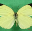 041 Lepidoptera (FD) Pieridae Eurema senegalensis IMG_1626WTMK.JPG