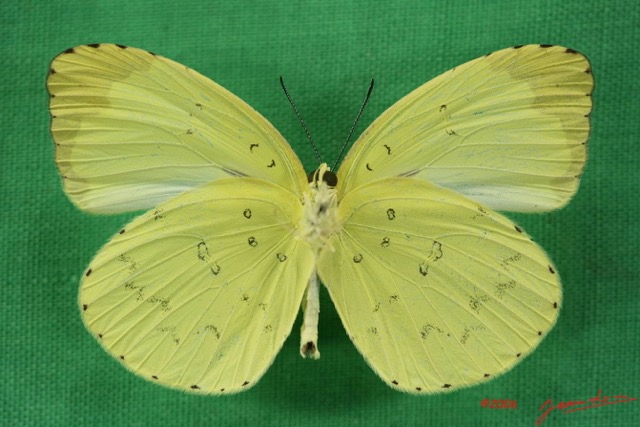 042 Lepidoptera (FV) Pieridae Eurema senegalensis IMG_1630WTMK.JPG
