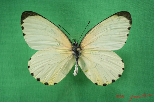 043 Lepidoptera (FD) Pieridae Mylothris chloris IMG_1645WTMK.JPG