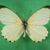 043 Lepidoptera (FD) Pieridae Mylothris chloris IMG_1645WTMK.JPG