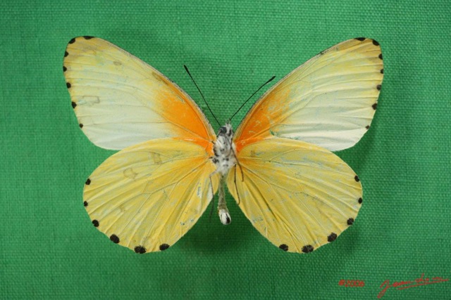 044 Lepidoptera (FV) Pieridae Mylothris chloris IMG_1648WTMK.JPG
