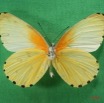 044 Lepidoptera (FV) Pieridae Mylothris chloris IMG_1648WTMK.JPG