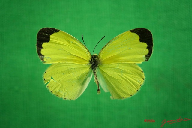 045 Lepidoptera (FD) Pieridae Eurema hecabe f IMG_3032WTMK.JPG