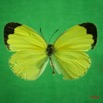 045 Lepidoptera (FD) Pieridae Eurema hecabe f IMG_3032WTMK.JPG