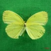 046 Lepidoptera (FV) Pieridae Eurema hecabe f IMG_3035WTMK.JPG