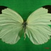 047 Lepidoptera (FD) Pieridae Eurema senegalensis f IMG_3044WTMK.JPG
