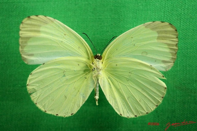 048 Lepidoptera (FV) Pieridae Eurema senegalensis f IMG_3045WTMK.JPG