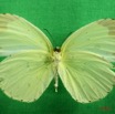 048 Lepidoptera (FV) Pieridae Eurema senegalensis f IMG_3045WTMK.JPG