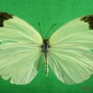 049 Lepidoptera (FD) Pieridae Eurema senegalensis f IMG_3050WTMK.JPG