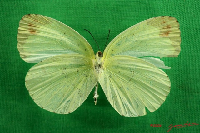 050 Lepidoptera (FV) Pieridae Eurema senegalensis f IMG_3051WTMK.JPG