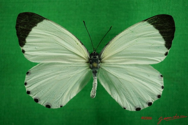 051 Lepidoptera (FD) Pieridae Mylothris rhodope m IMG_3055WTMK.JPG