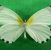 052 Lepidoptera (FV) Pieridae Mylothris rhodope m IMG_3057WTMK.JPG