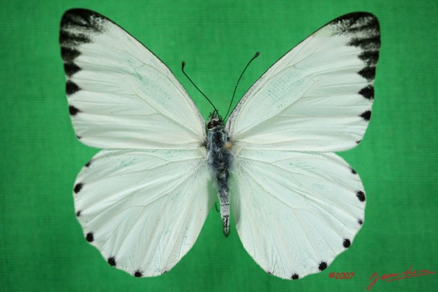 053 Lepidoptera (FD) Pieridae Appias sabina m IMG_3387WTMK.jpg